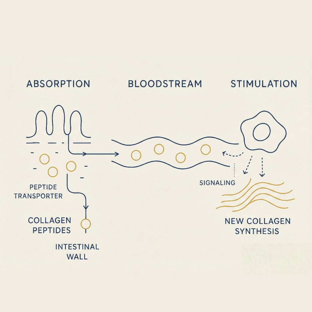 Collagen Cofactor Complex™| Natural Lemon & Mint Infusion