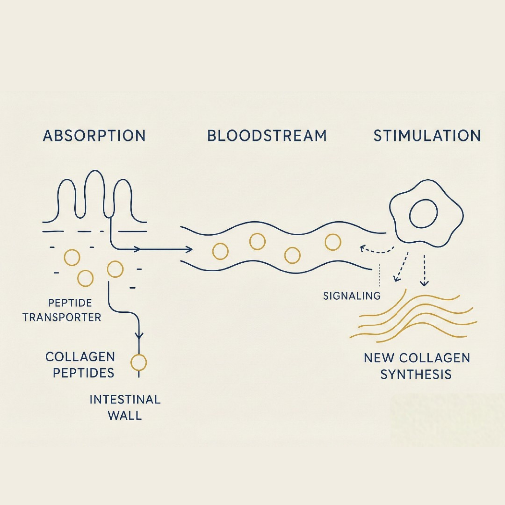Collagen Cofactor Complex™| Natural Lemon & Mint Infusion