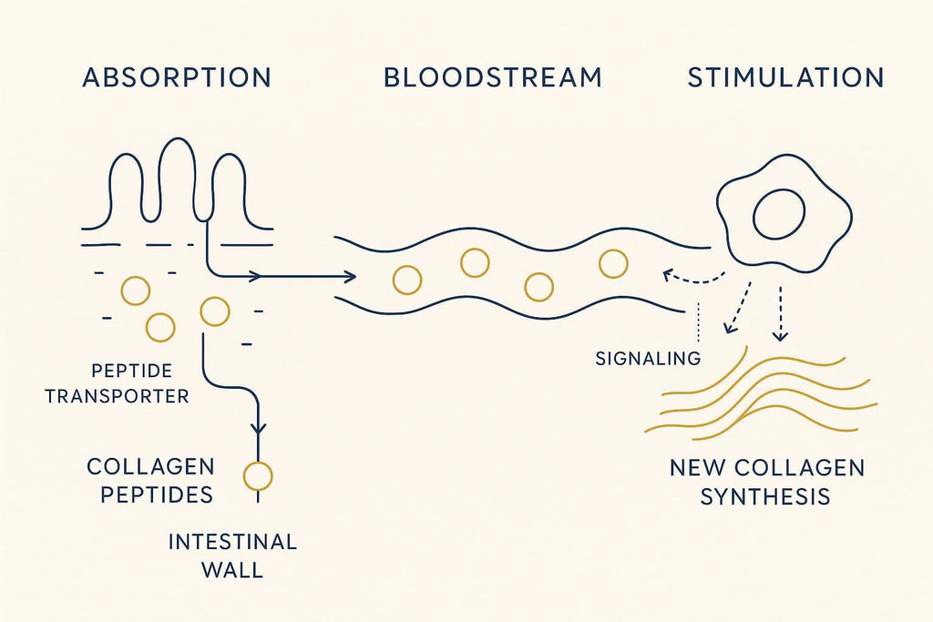 Collagen Cofactor Complex™ | Unflavoured Protocol