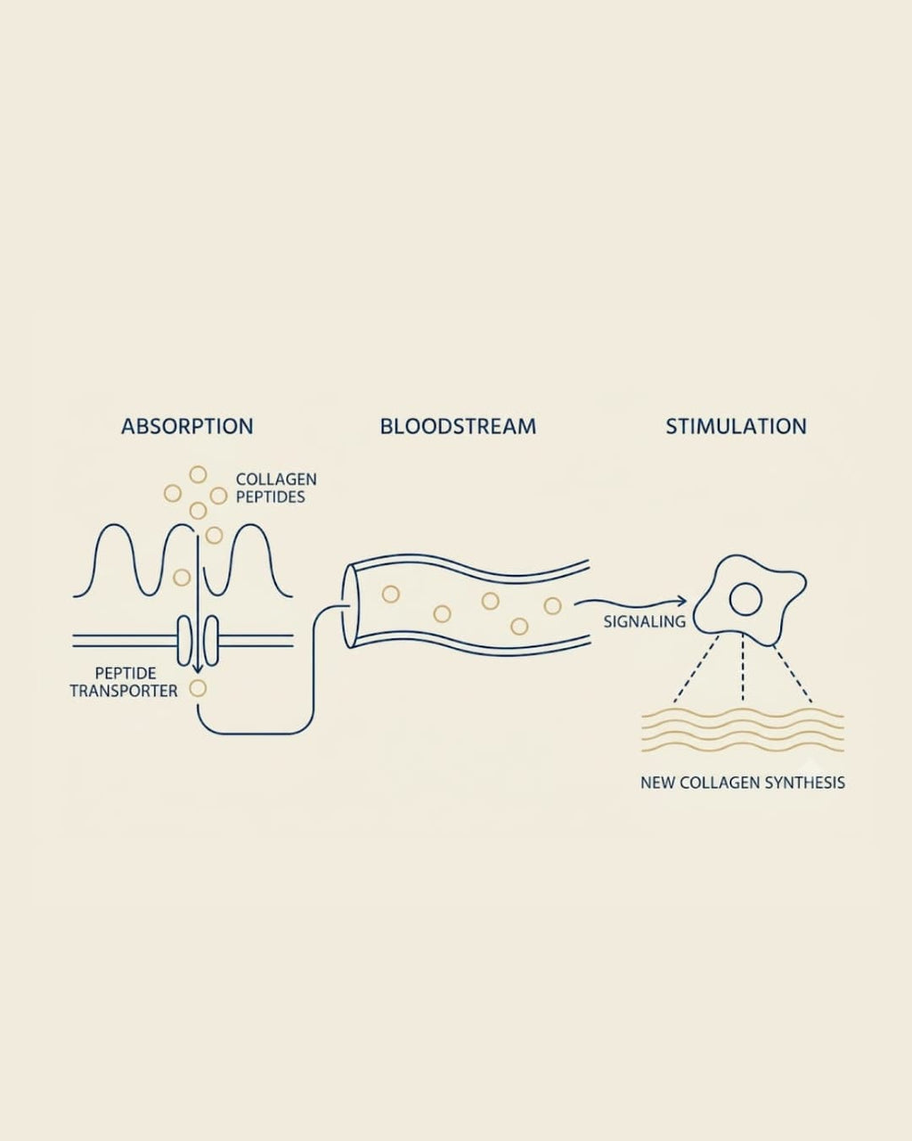 Collagen Cofactor Complex™ | Unflavoured Protocol
