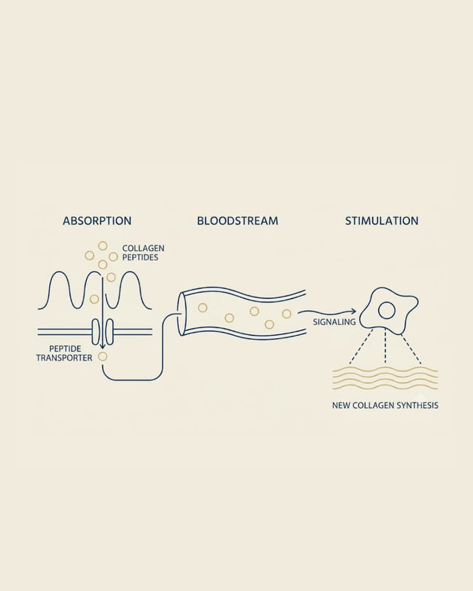 Collagen Cofactor Complex™ | Unflavoured Protocol